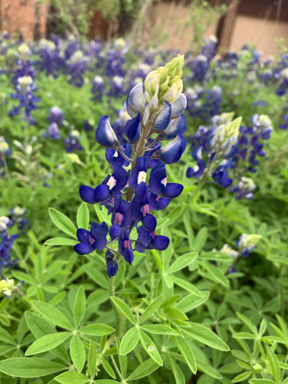 bluebonnet.png