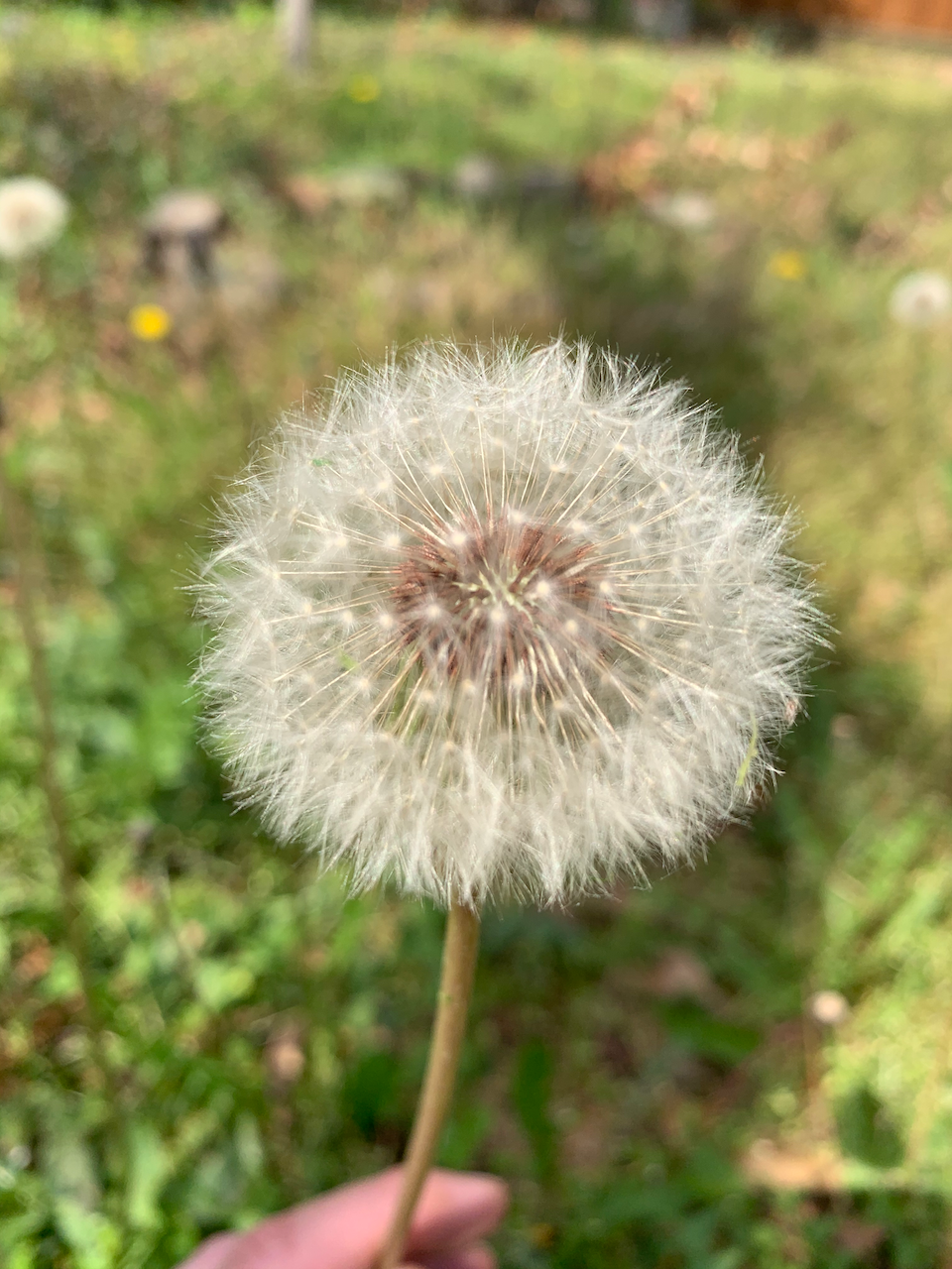 dandelion.png