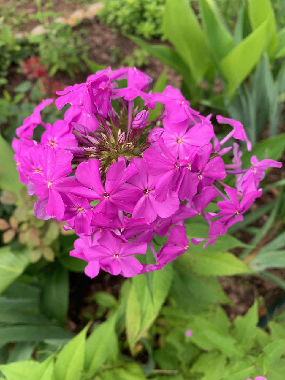 garden-phlox.png