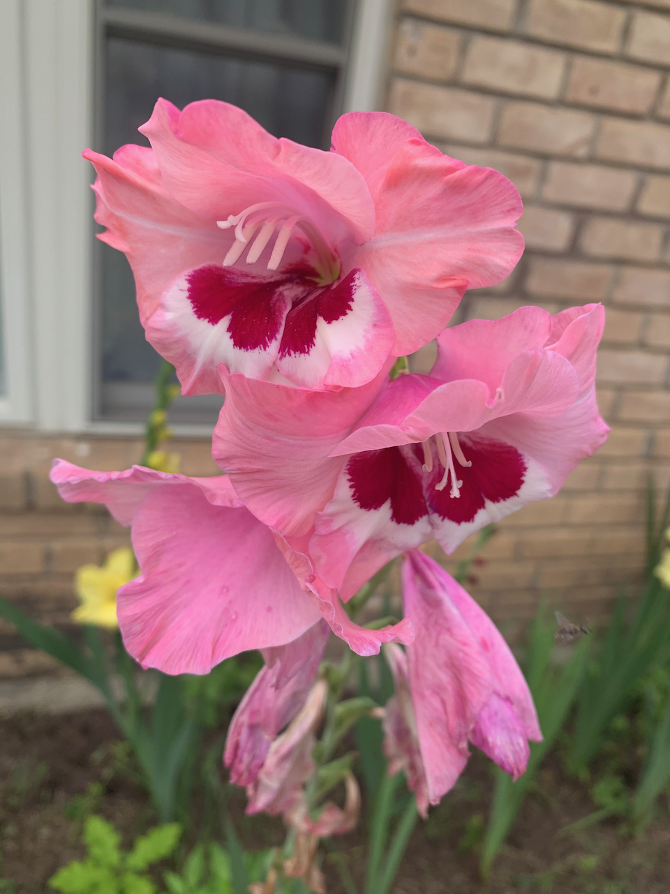 gladiolus.png