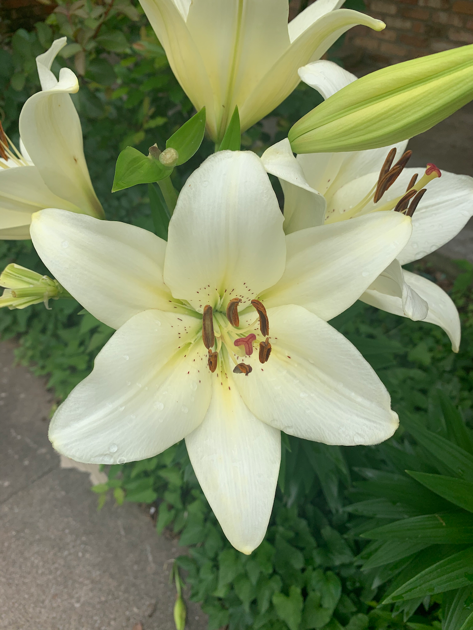 madonna-lily.png