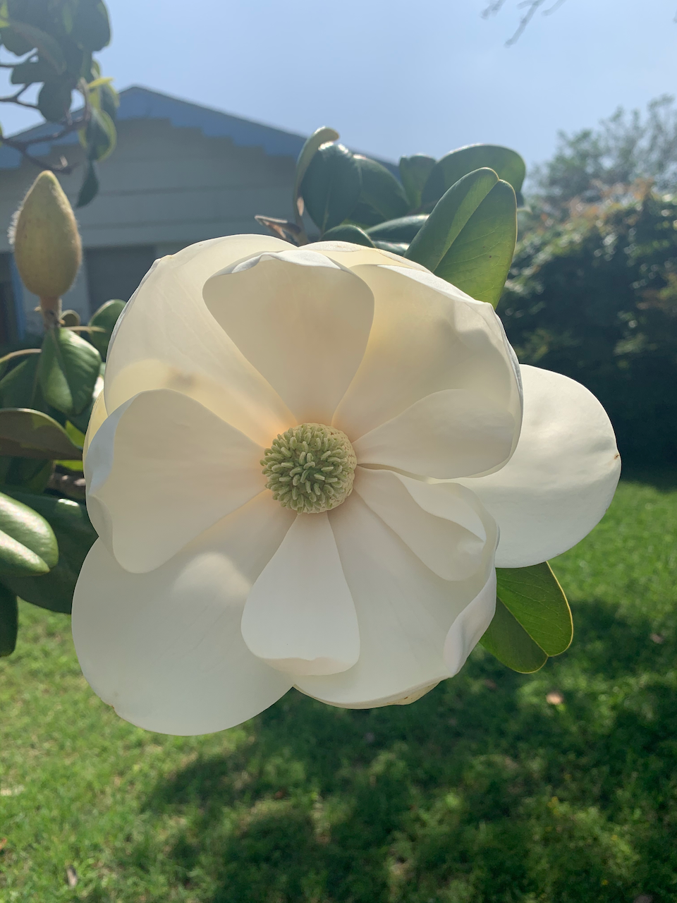 magnolia-open.png