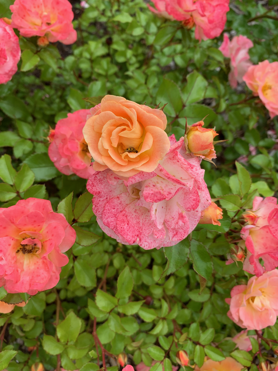 orange-roses.png
