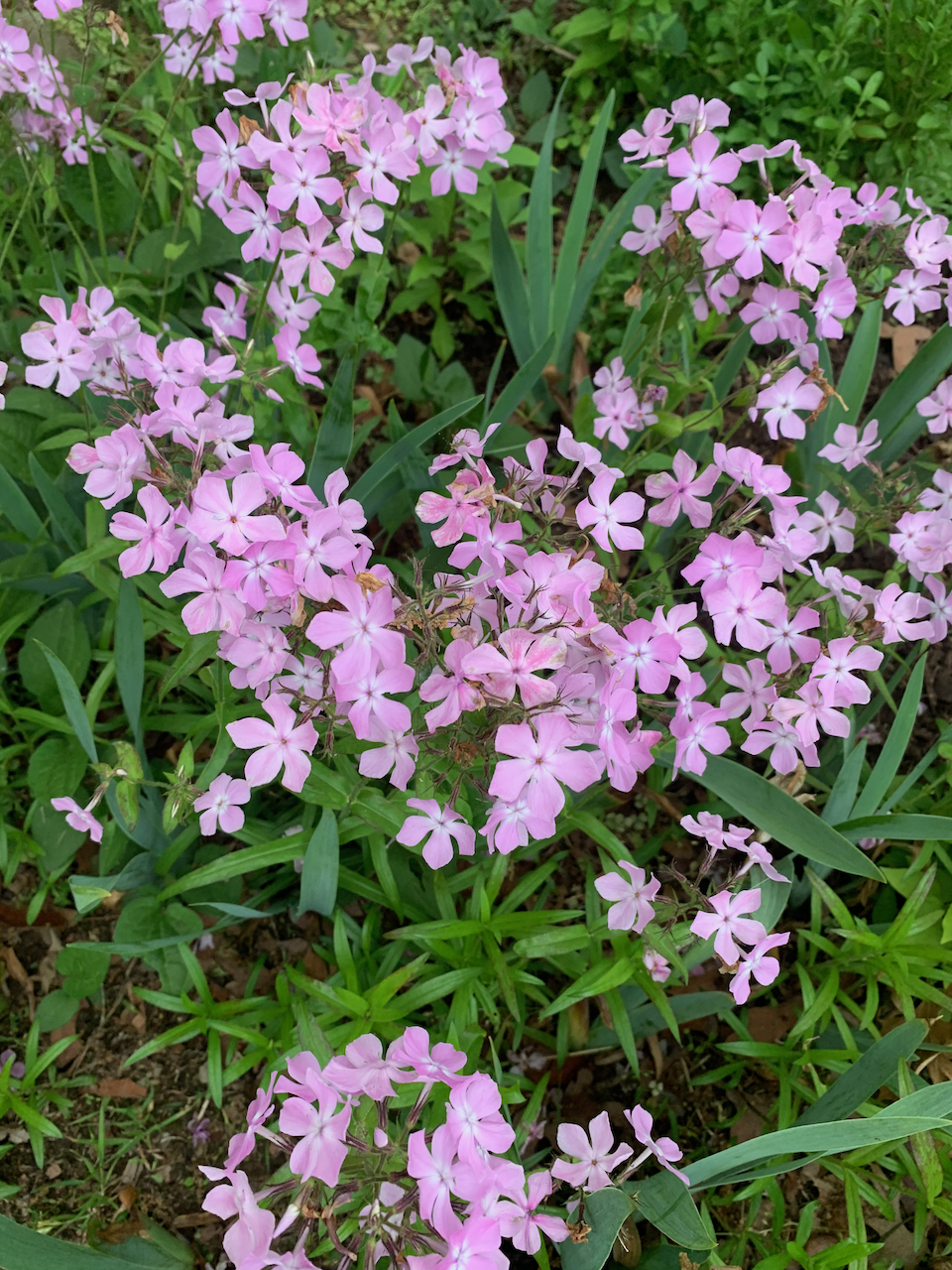 prairie-phlox.png