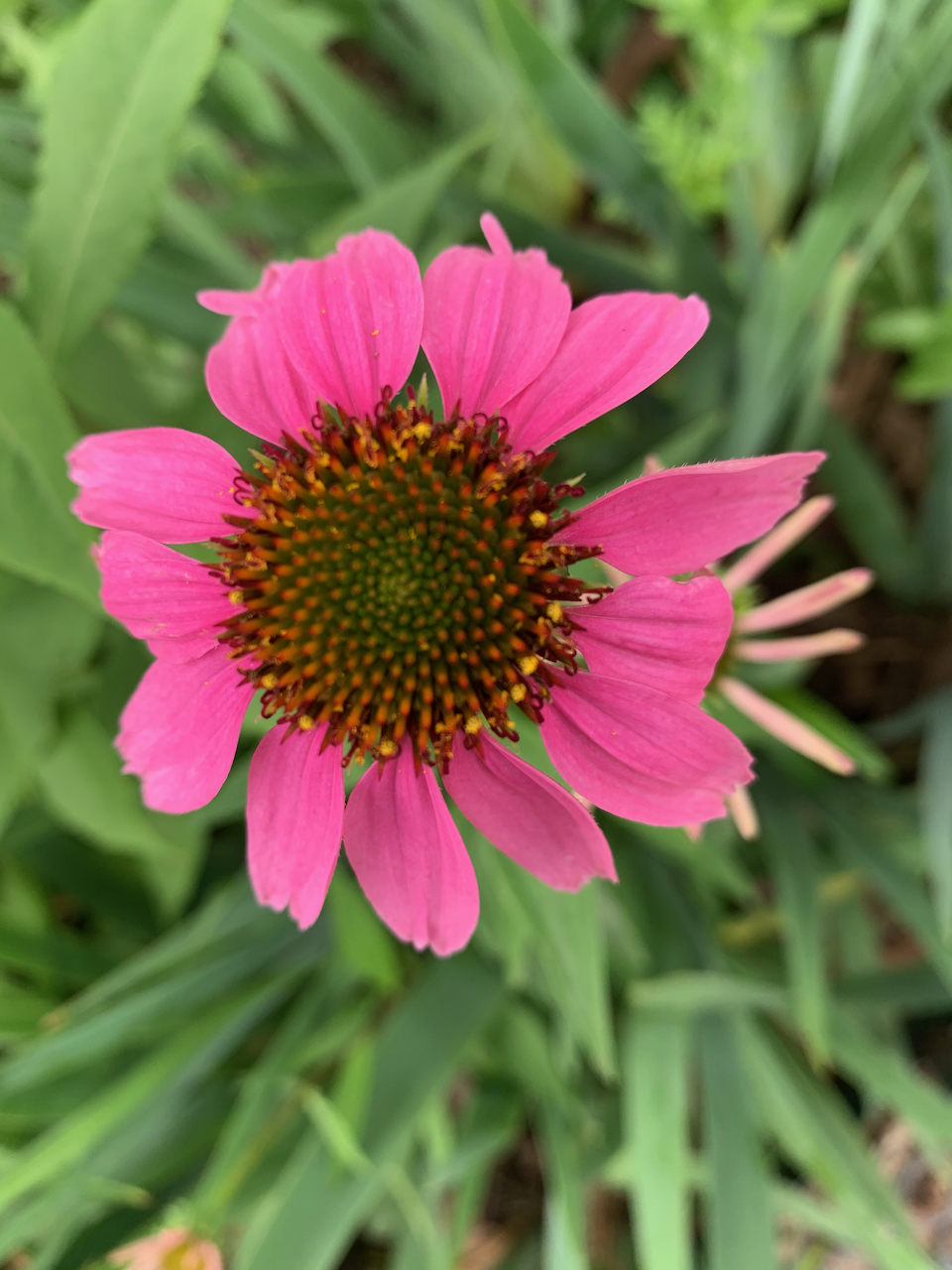 purple-echinacea.png