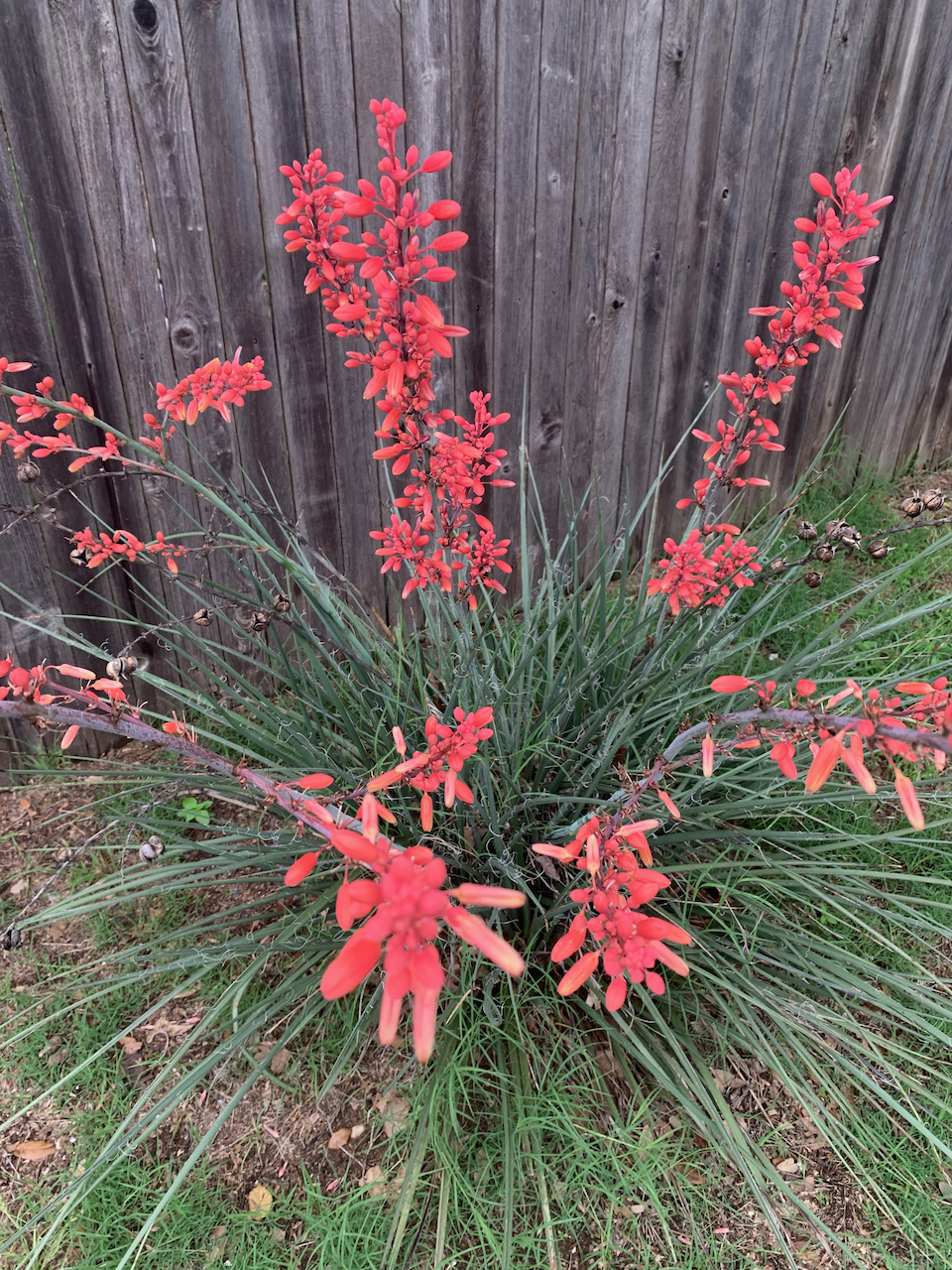 red-hesperaloe.png
