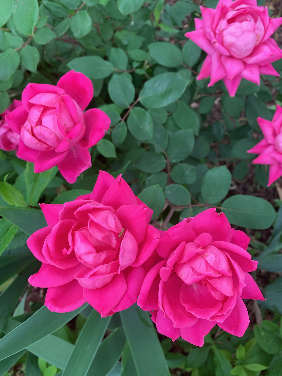 roses.png