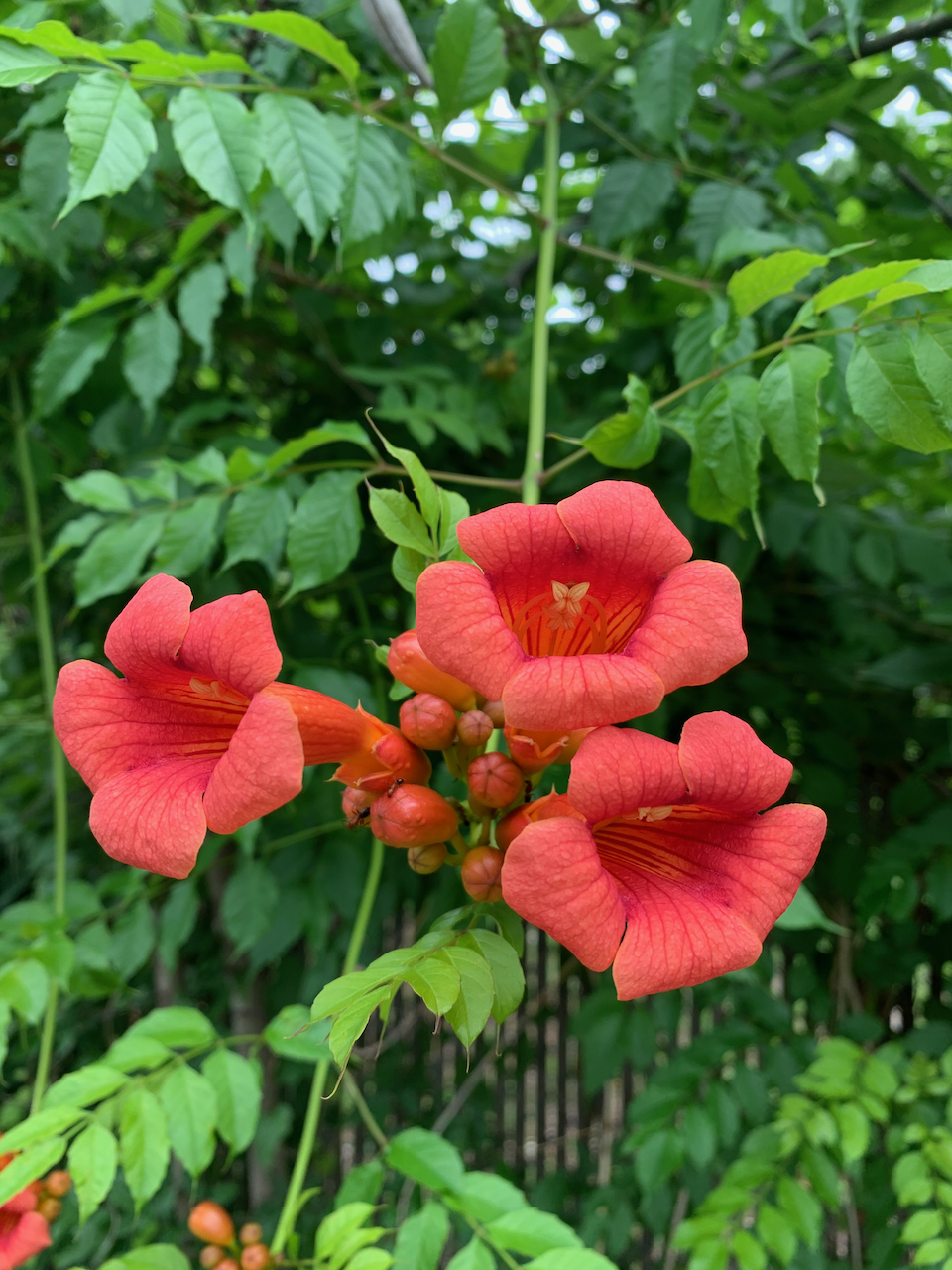 trumpet-vine.png